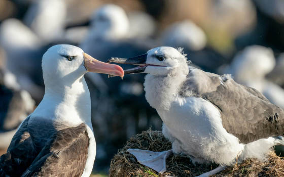 Albatross Watching