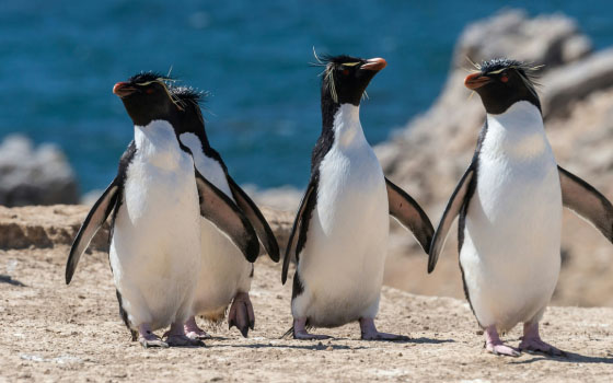 Penguin Encounters