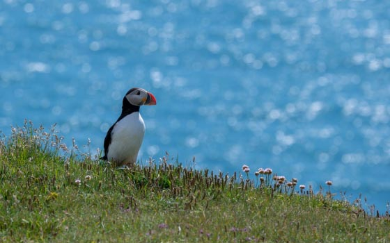 Marine Encounters