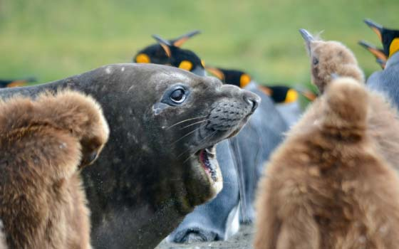 Seal Encounters