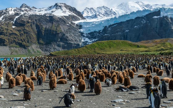 King Penguin Colonies