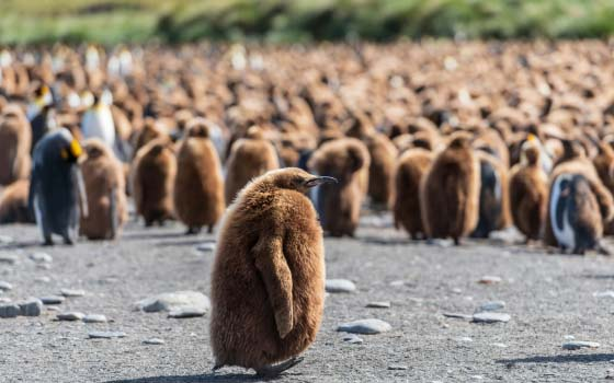 Wildlife Photography