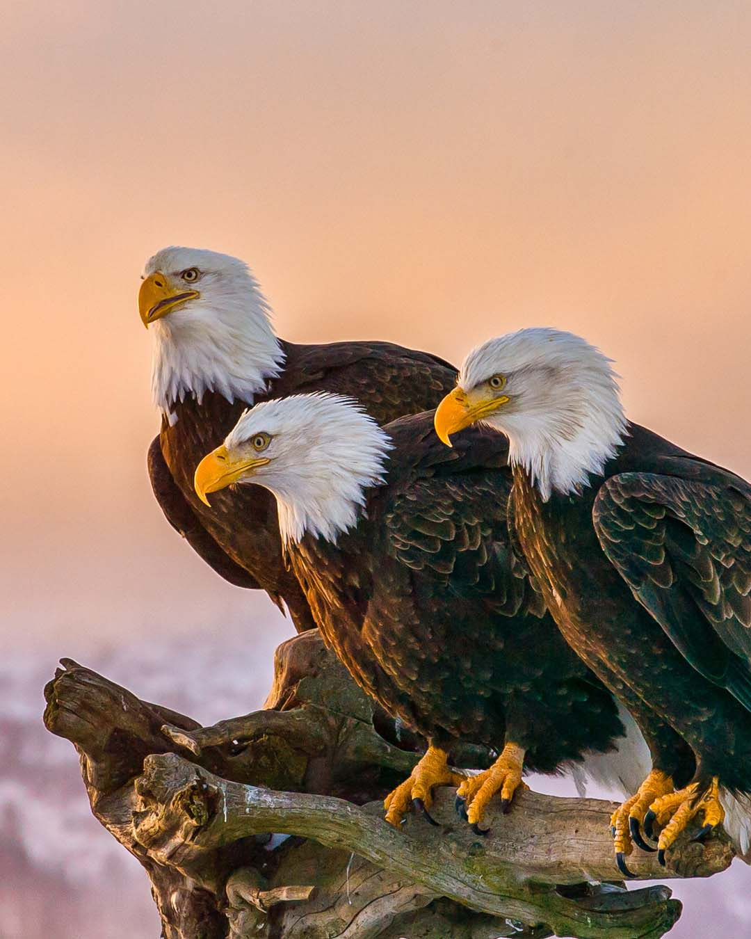 Bald Eagles