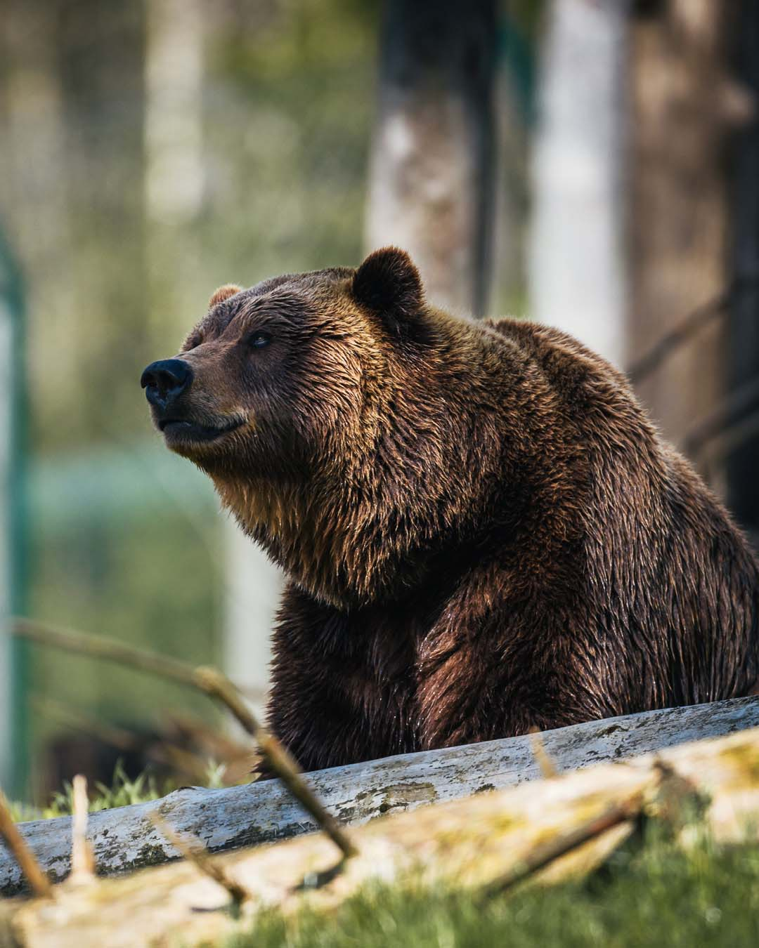 Brown Bear