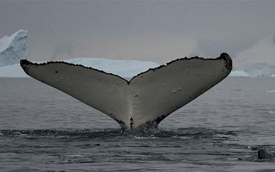 Antarctica