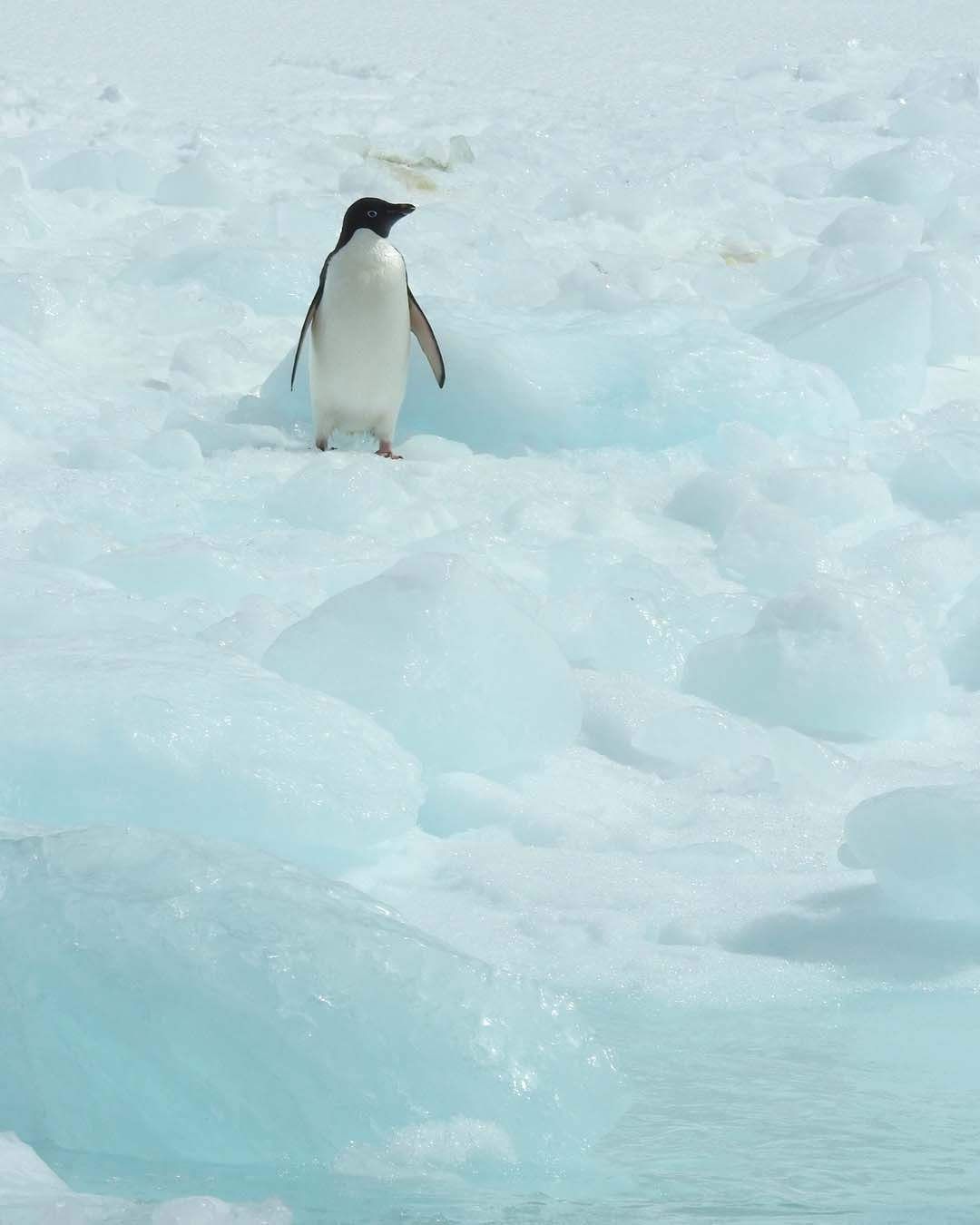 Adelie Penguins