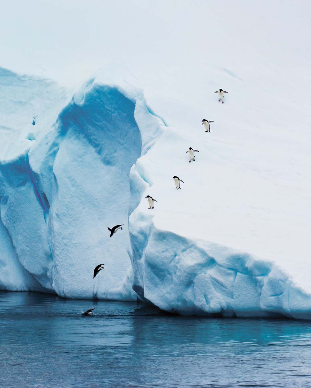 Adelie Penguins, Diving into the Ocean
