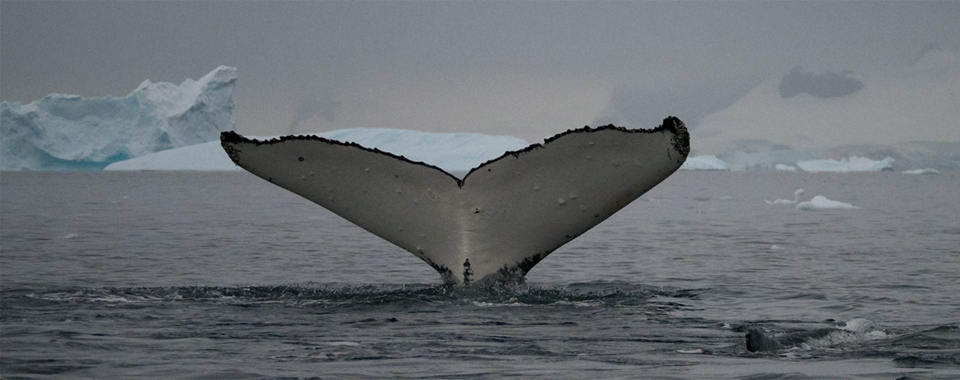 Antarctica Expedtitions