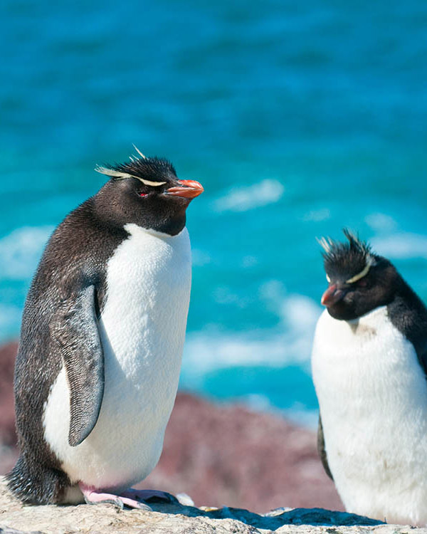 Rockhopper Penguin, Puerto Deseado, Argentina