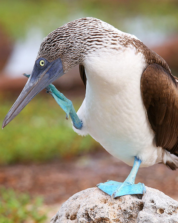 Blue Footed Booby North Seymour Island, Galapagos, Ecuador