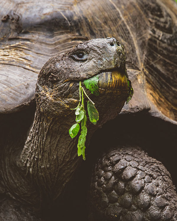 Giant Tortoise Galapaguera De Cerro Colorado, Galapagos, Ecuador