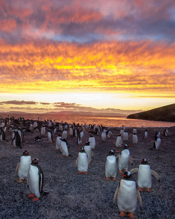 Saunders Islands, Falkland Islands