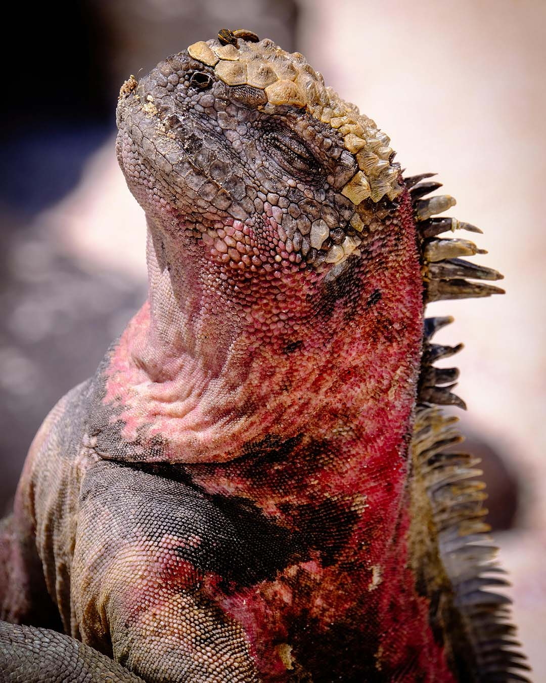 Galapagos