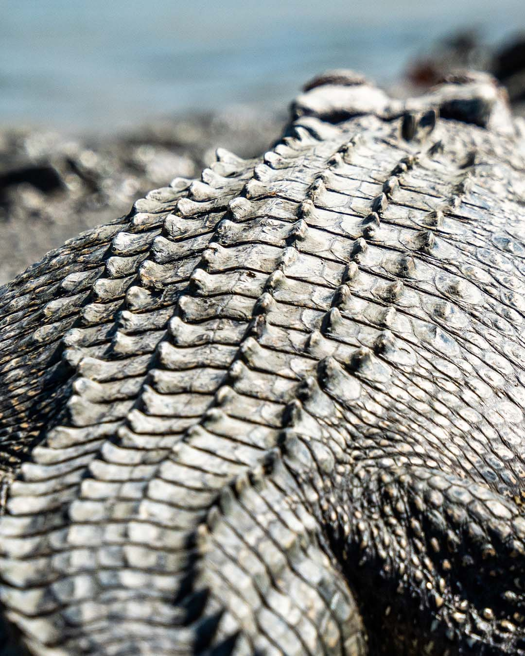 Crococdile