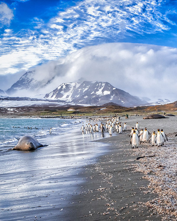 King Penguins, South Georgia