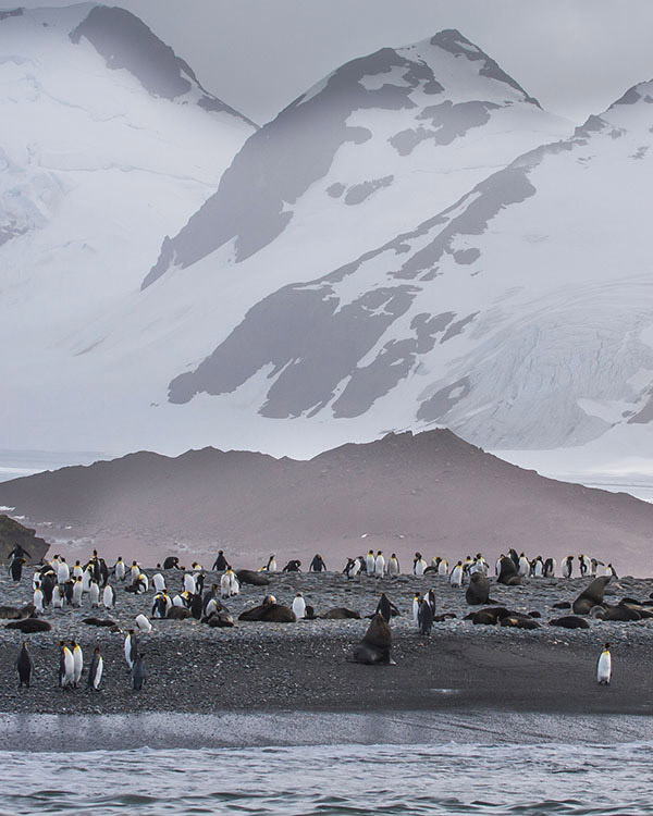 Elephant Seals, South Georgia
