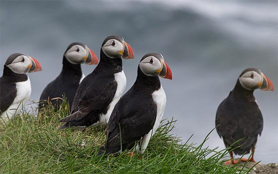 Vigur Island