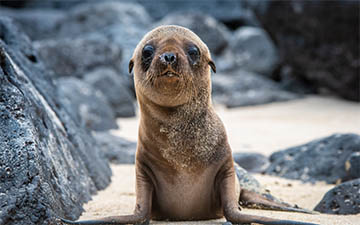 Best Time To Travel to the Galapagos