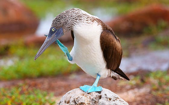 Galapagos